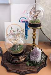 Two Butterfly Display